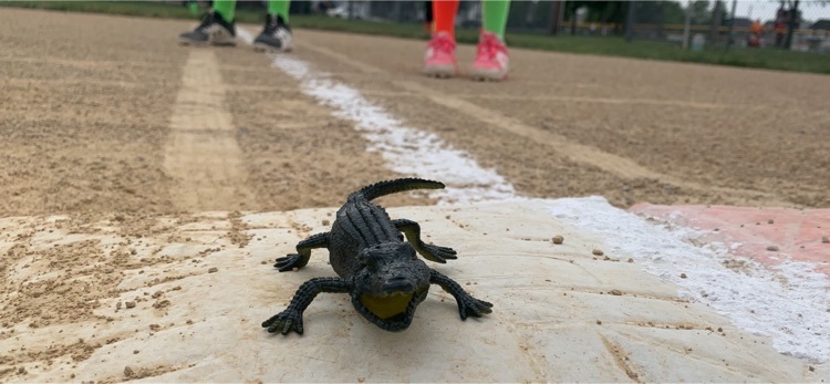 softball alligator 
