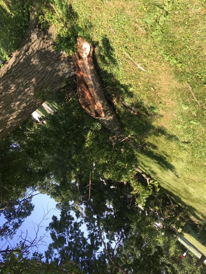 Tree limb down on the ground