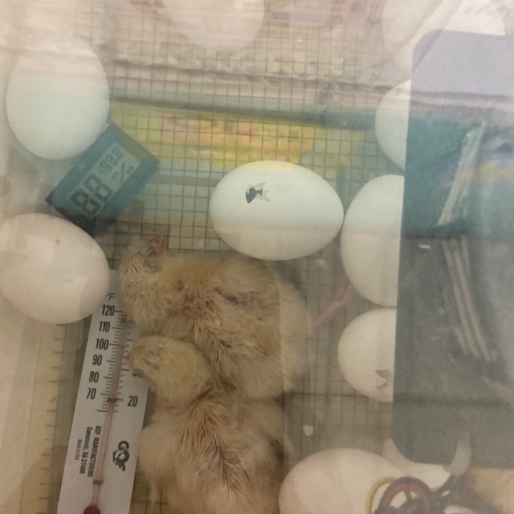 new baby chicks sleeping