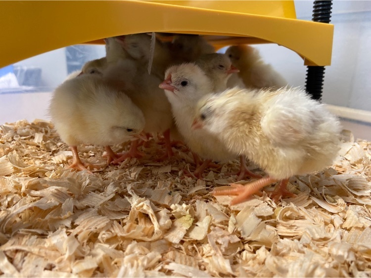 chicks in the brooder box 